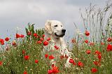 GOLDEN RETRIEVER 305